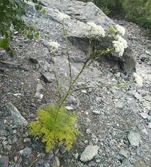 Kitagawia baicalensis