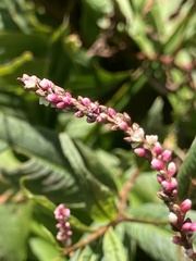 Persicaria extremiorientalis