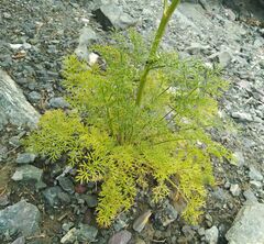 Kitagawia baicalensis