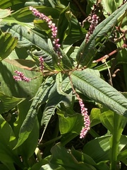 Persicaria extremiorientalis
