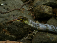 Dendrophidion percarinatum
