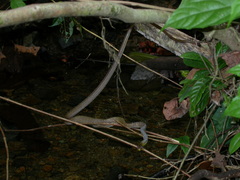 Dendrophidion percarinatum