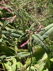 Persicaria extremiorientalis