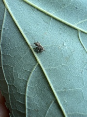 Pseudoedophrys hilleri