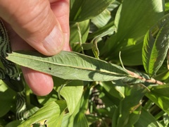 Persicaria extremiorientalis