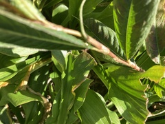 Persicaria extremiorientalis