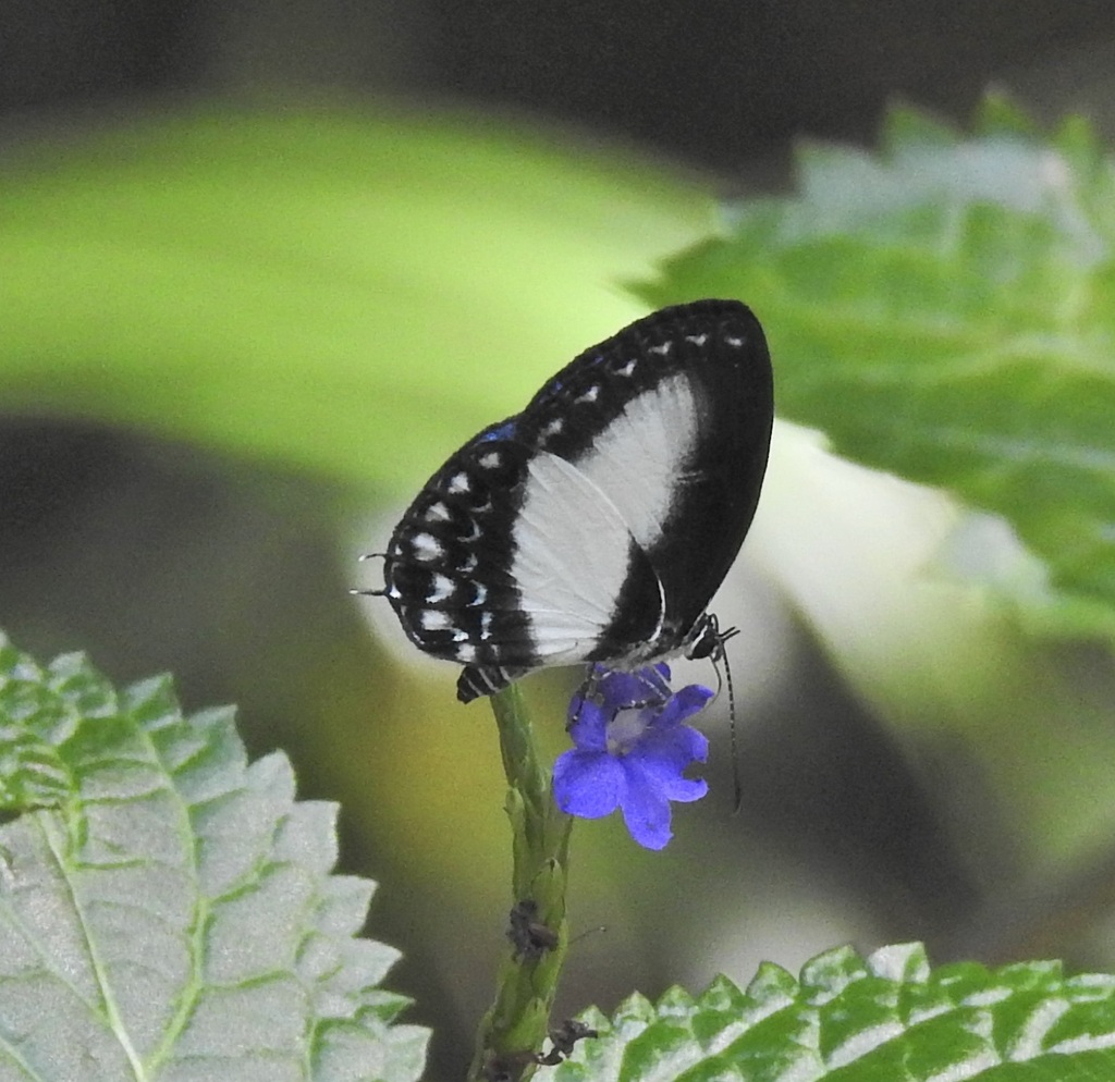 White-Banded Cerulean
