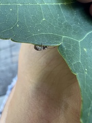 Pseudoedophrys hilleri