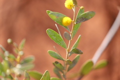 Acacia dictyophleba