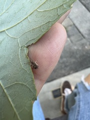 Pseudoedophrys hilleri