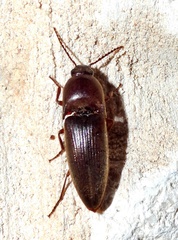 Diplostethus