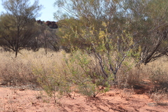 Acacia dictyophleba