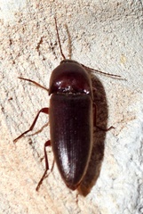 Diplostethus