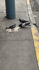 Columba livia domestica