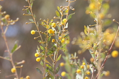 Acacia dictyophleba