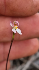 Caladenia alata