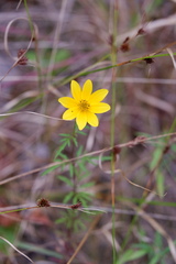 Bidens trichosperma