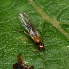 Psila