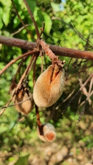 Brabejum stellatifolium