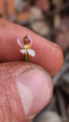 Caladenia alata