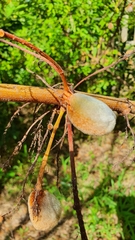 Brabejum stellatifolium