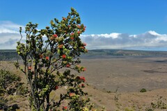 Metrosideros polymorpha