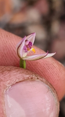 Caladenia alata