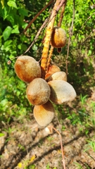 Brabejum stellatifolium