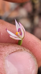 Caladenia alata