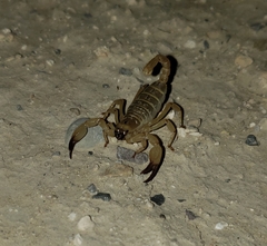 Anuroctonus phaiodactylus