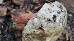 Rubroboletus satanas