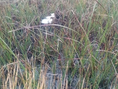 Eriophorum angustifolium
