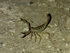 Anuroctonus phaiodactylus