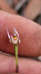 Caladenia alata
