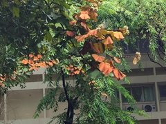 Phanera aureifolia