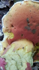 Rubroboletus satanas