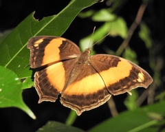 Yoma sabina