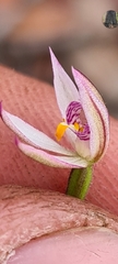 Caladenia alata