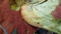 Rubroboletus satanas