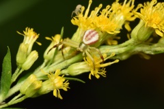 Misumena vatia