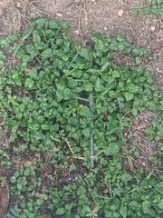 Hydrocotyle verticillata