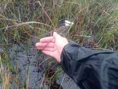 Eriophorum angustifolium