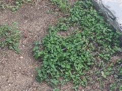 Hydrocotyle verticillata