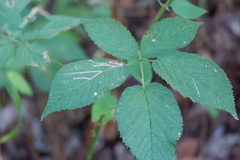 Stigmella villosella
