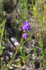 Penstemon strictus