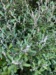 Corokia