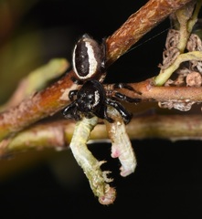 Eris militaris