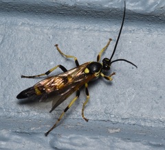 Ichneumonina