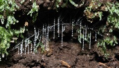 Arachnocampa luminosa