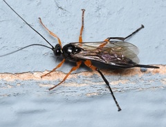 Pimpla